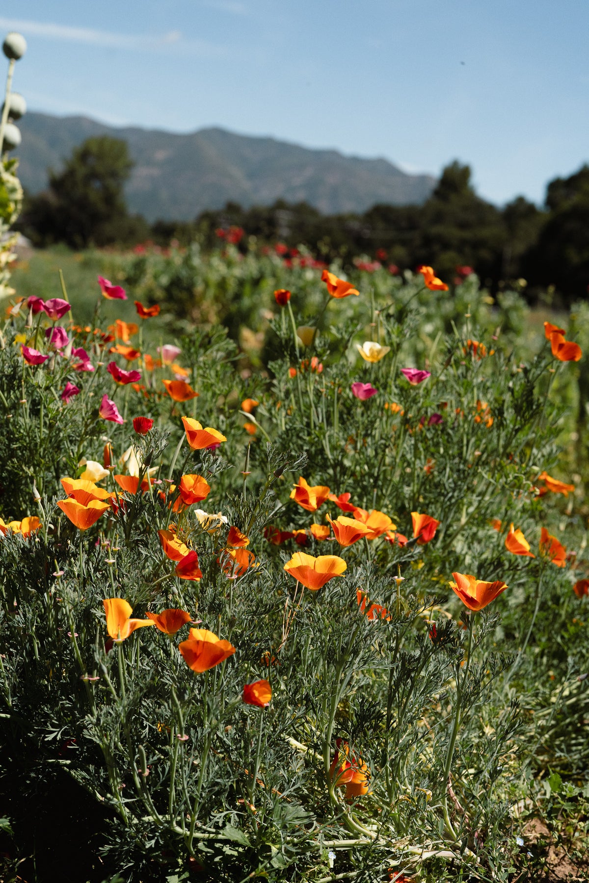 Landback California Poppy Mix