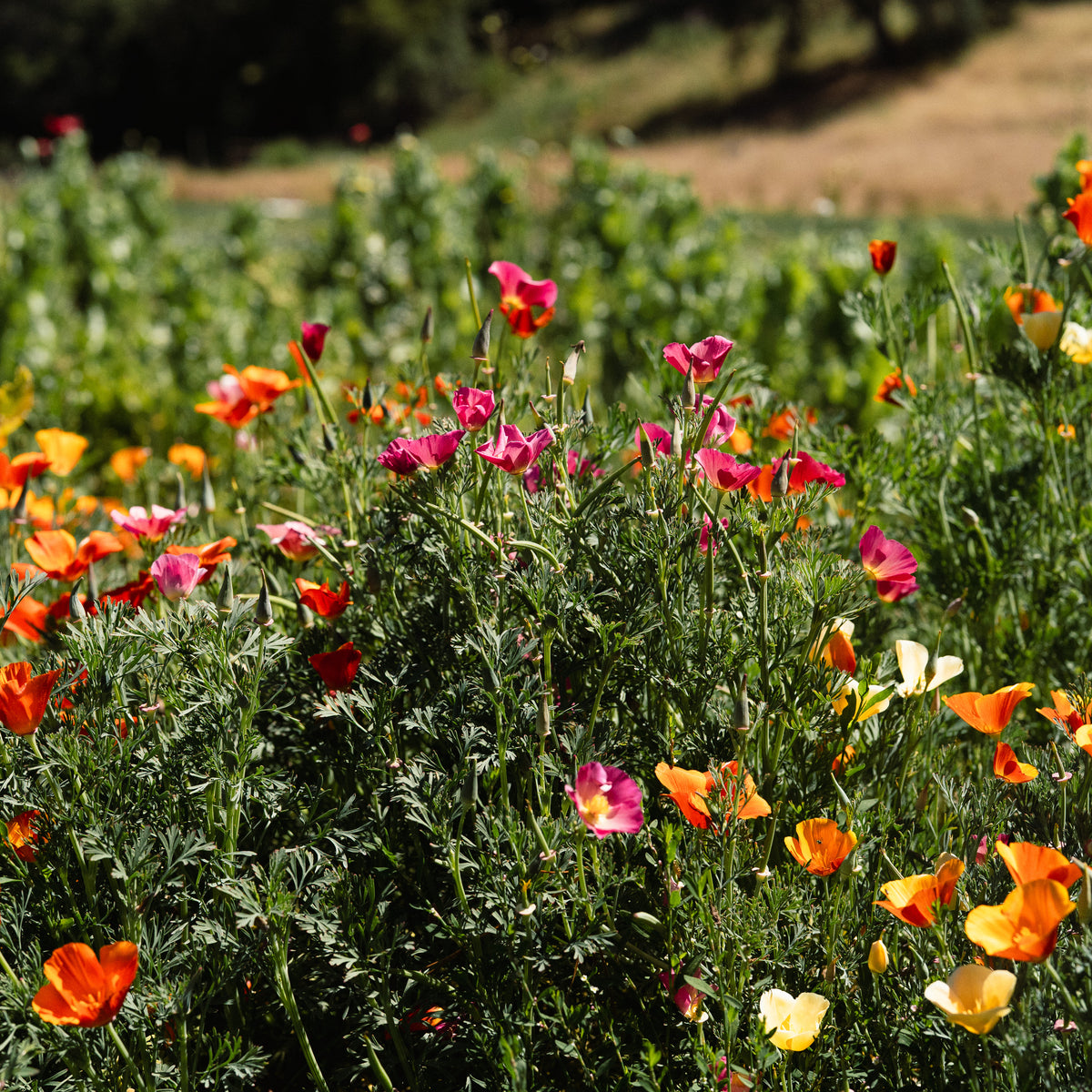 Landback California Poppy Mix