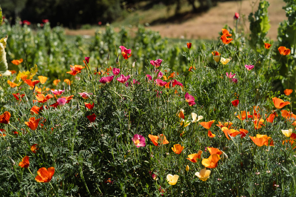 Landback California Poppy Mix