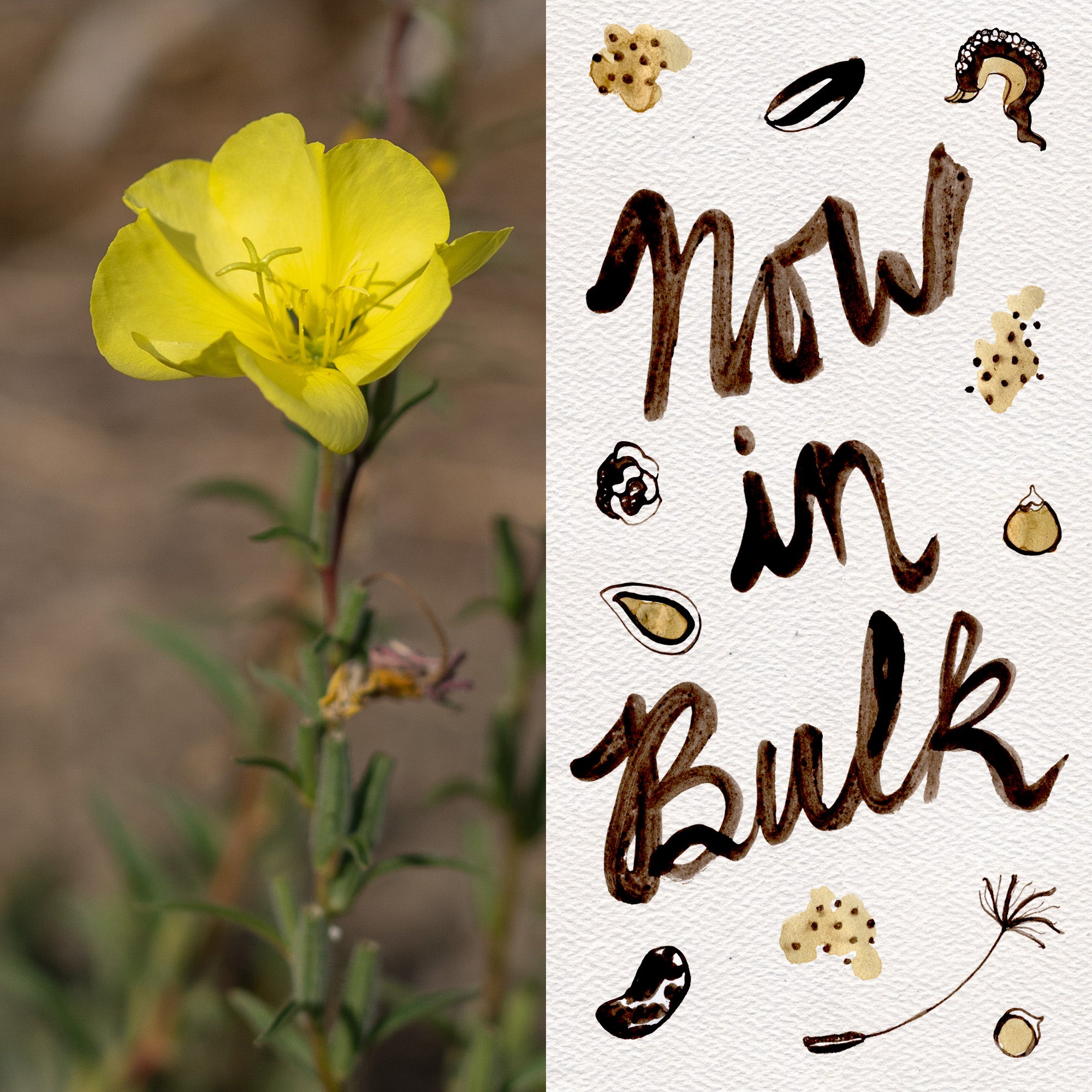 evening primrose plant seeds Large Flowered Evening Primrose Seeds BULK: 28,000 Seeds (1 ounce), OG