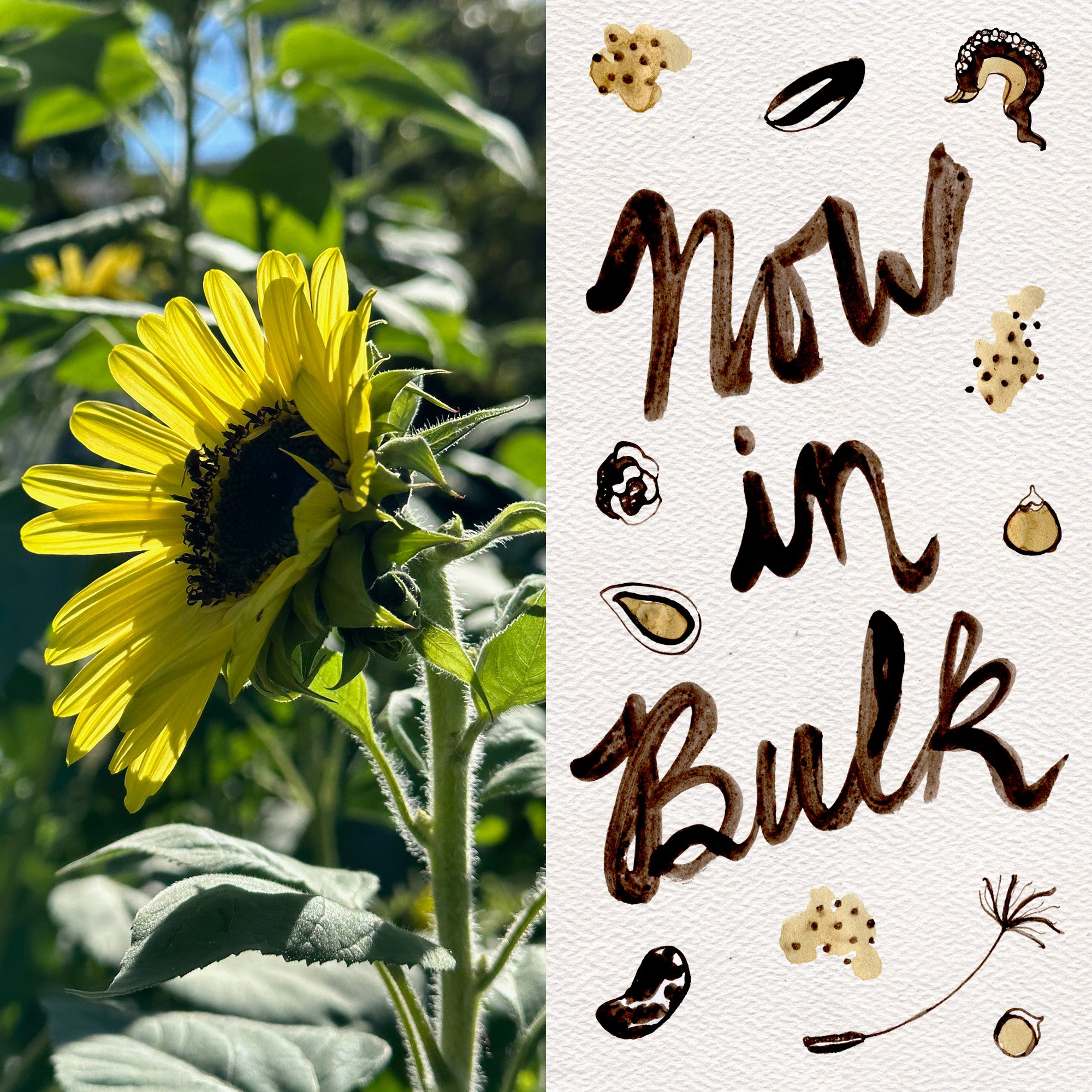 bulk sunflower seed for planting Lemon Queen Sunflower BULK: 600 seeds (1 ounce), OG