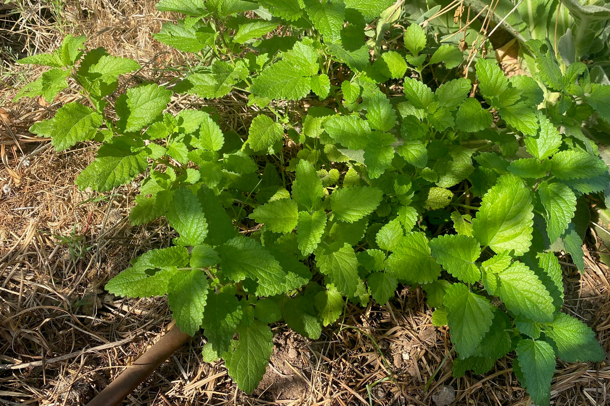 Lemon balm (Melissa officinalis) plants sprawling