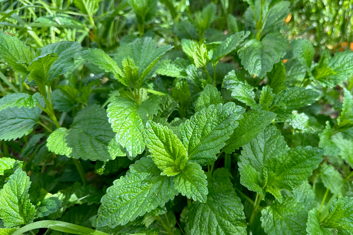 Lemon balm (Melissa officinalis) leaves closeup