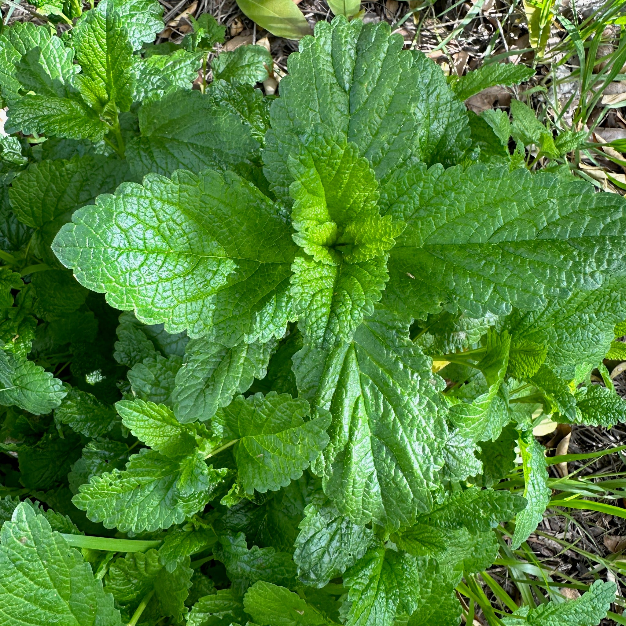 plant lemon balm seeds Lemon Balm