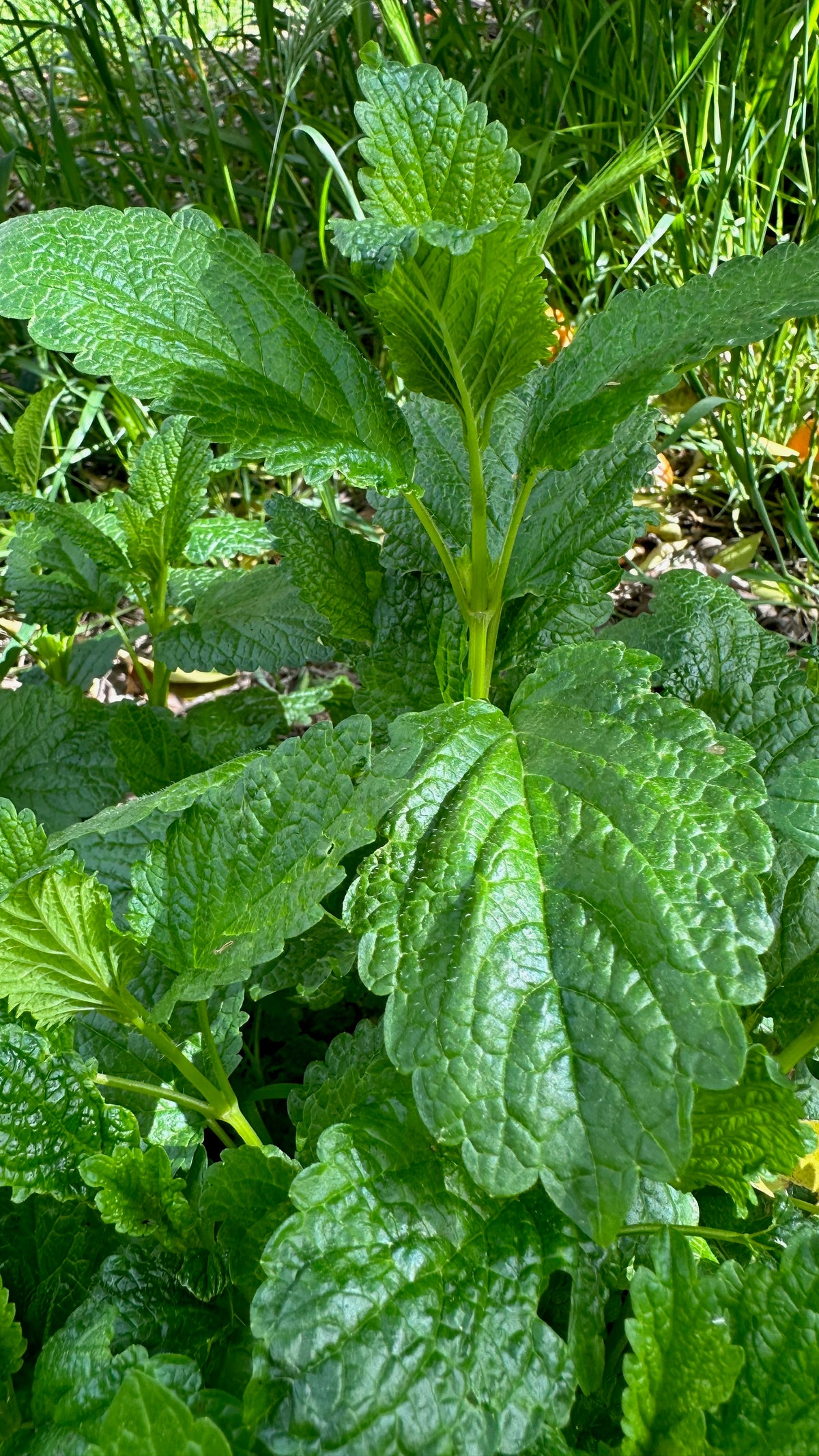 Lemon Balm leaves up close vertical