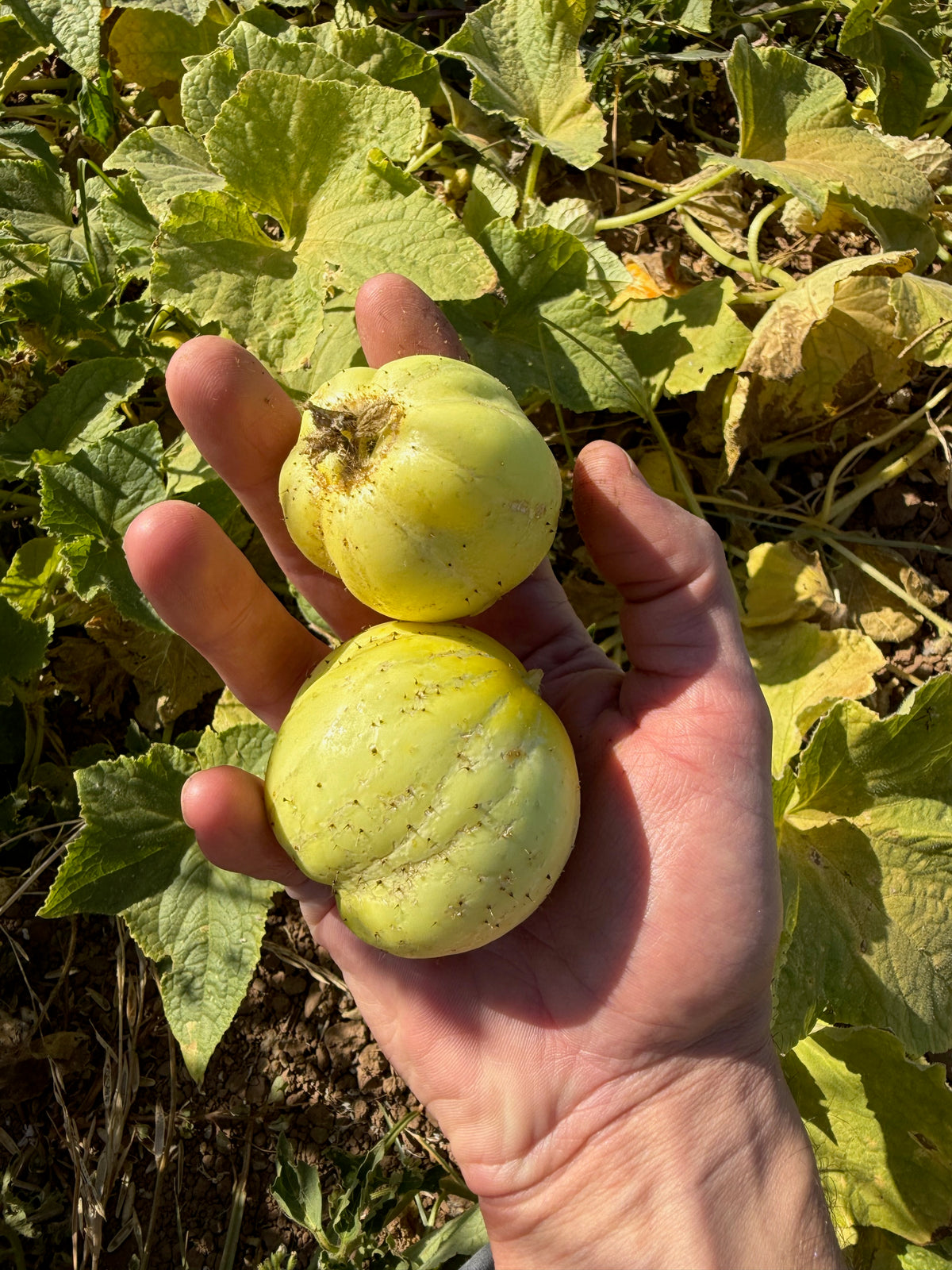 Lemon Cucumber