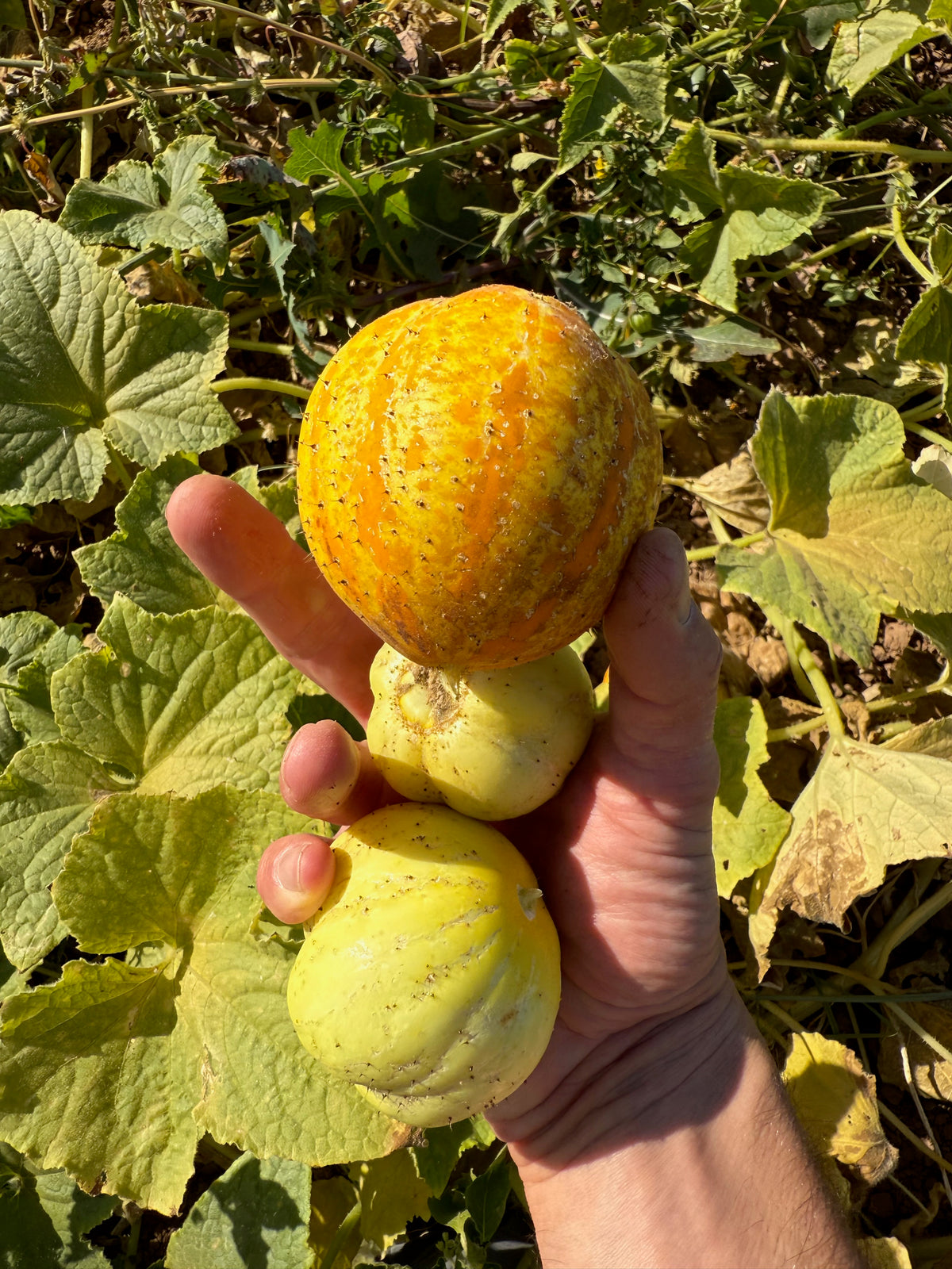 Lemon Cucumber