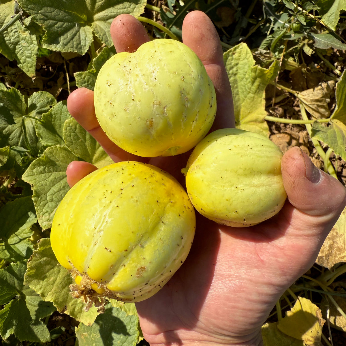 Lemon Cucumber