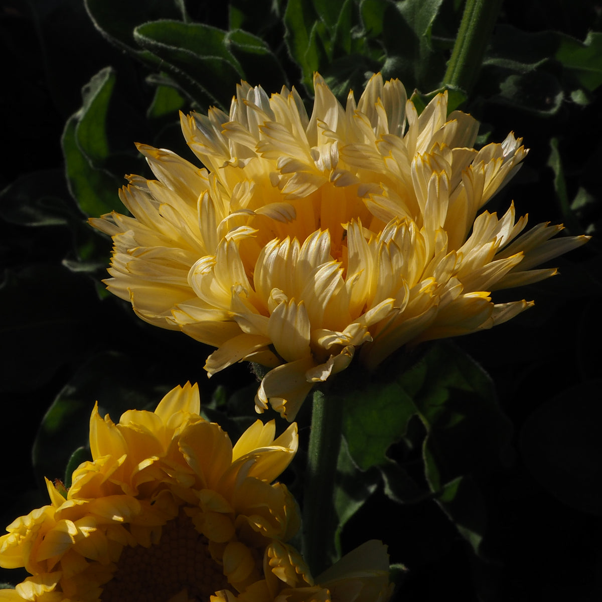 Lemon Sorbet Calendula in Blossom