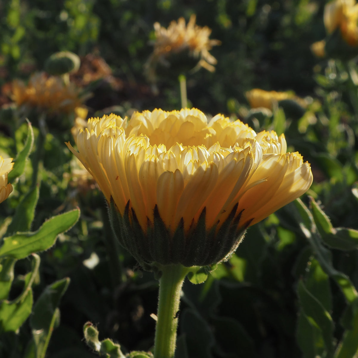 Lemon Sorbet Calendula Blossom