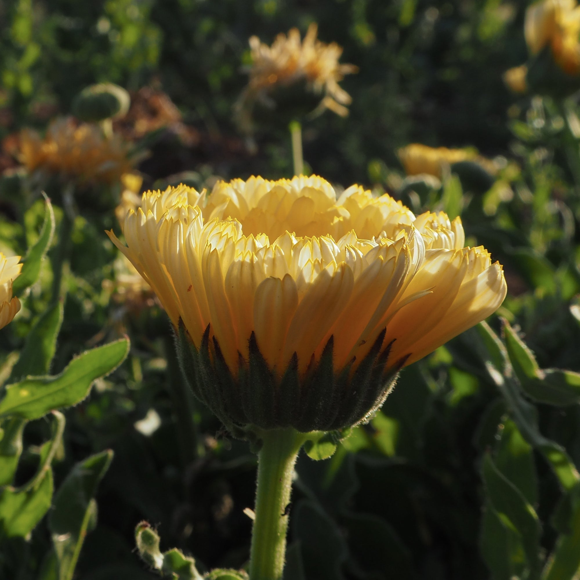 Lemon Sorbet Calendula Blossom