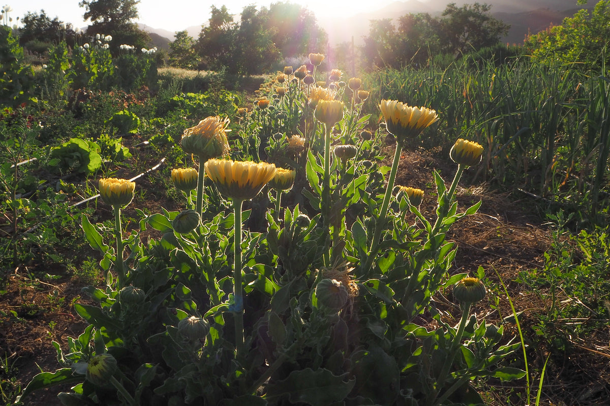 Lemon Sorbet Calendula Blooming in a Field