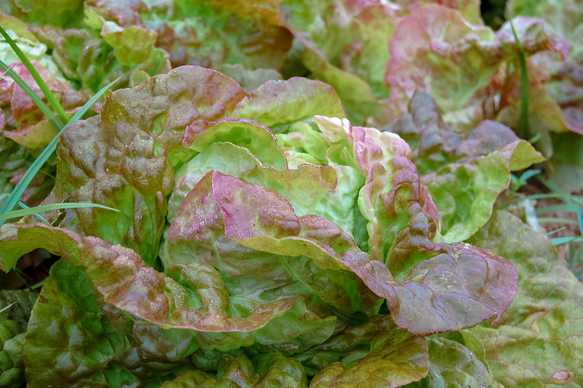Speckled Butterhead Lettuce