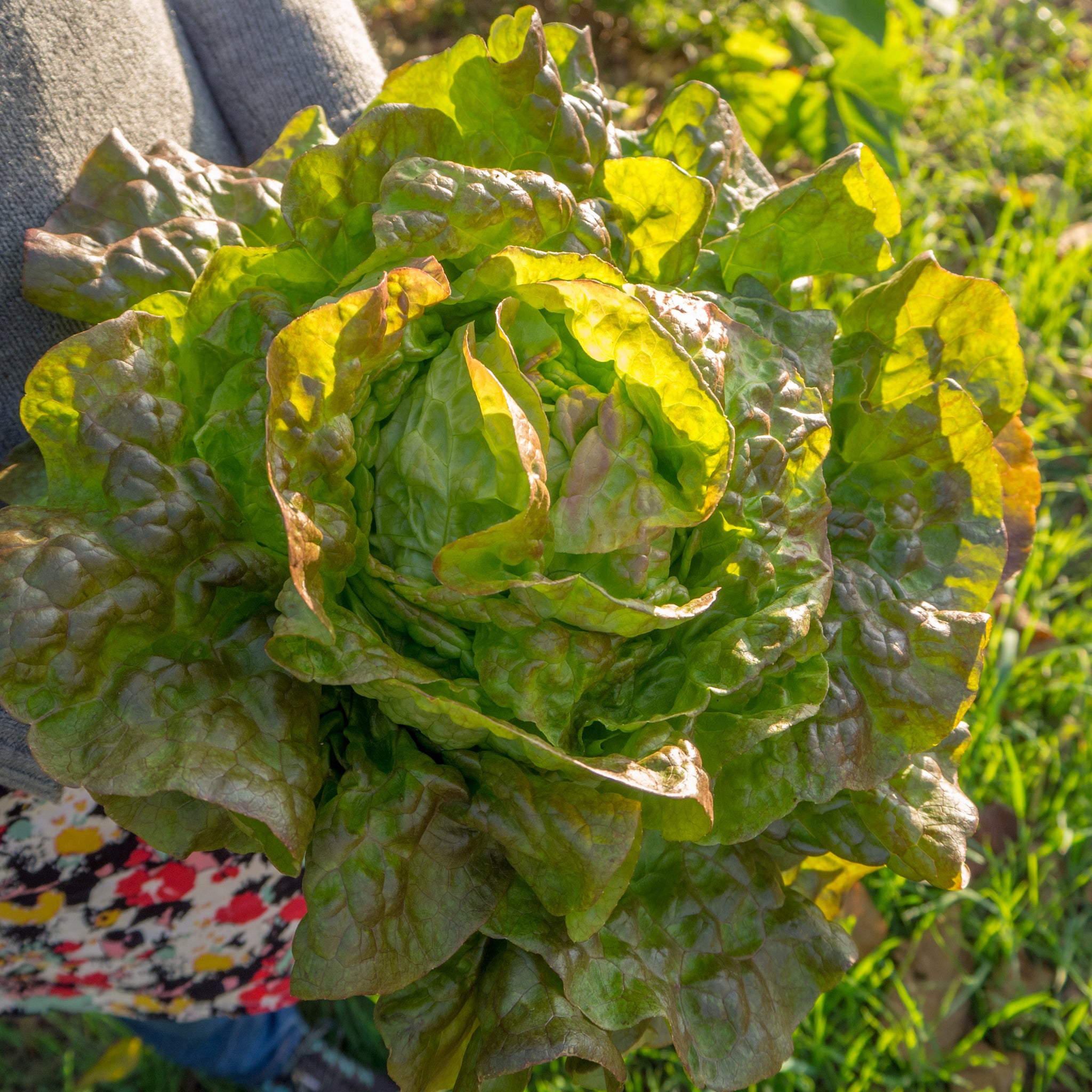 Lettuce Brighton (Winter Butterhead) U2013 Seeds | Garden