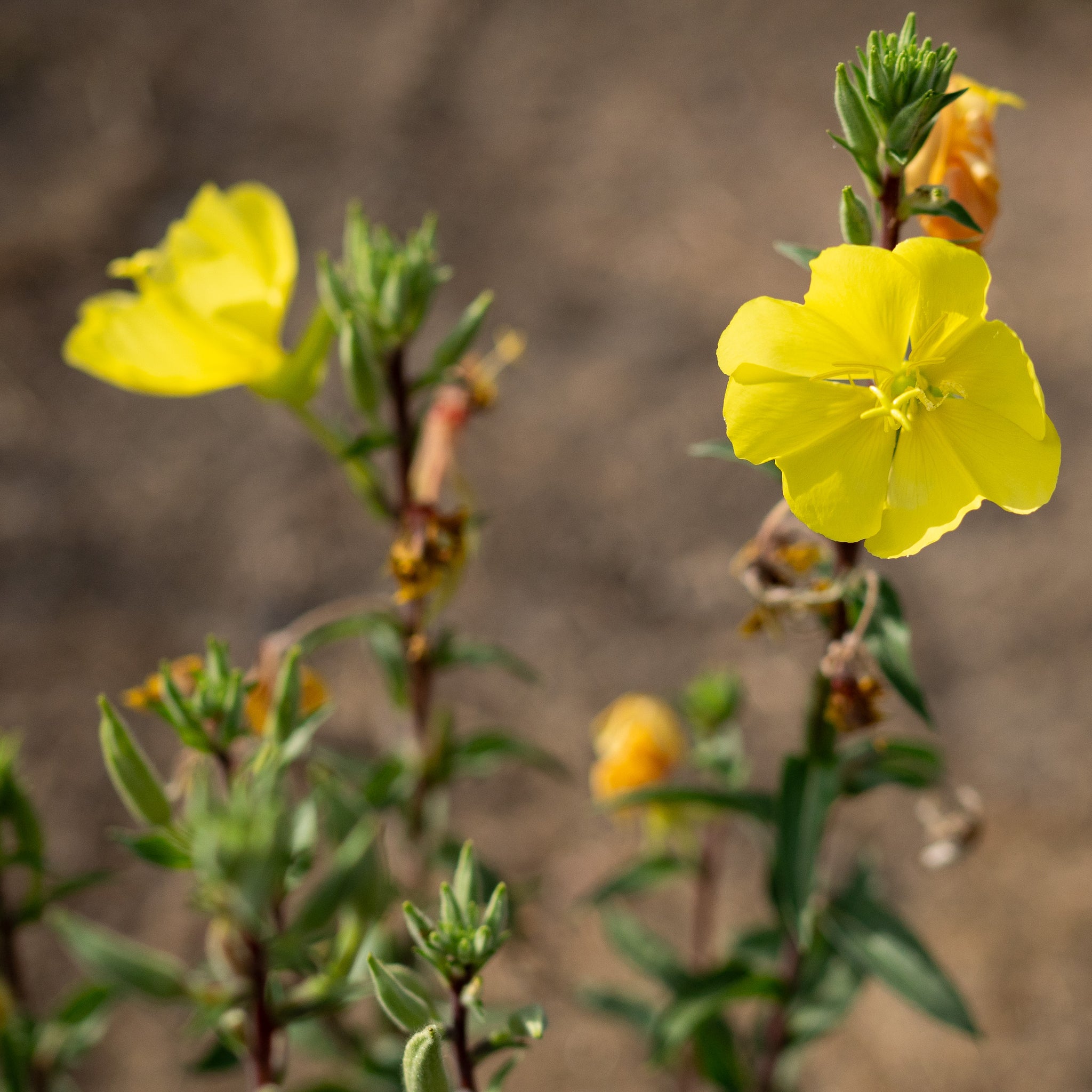 primrose plant seeds Large Flowered Evening Primrose Seeds BULK: 28,000 Seeds (1 ounce), OG