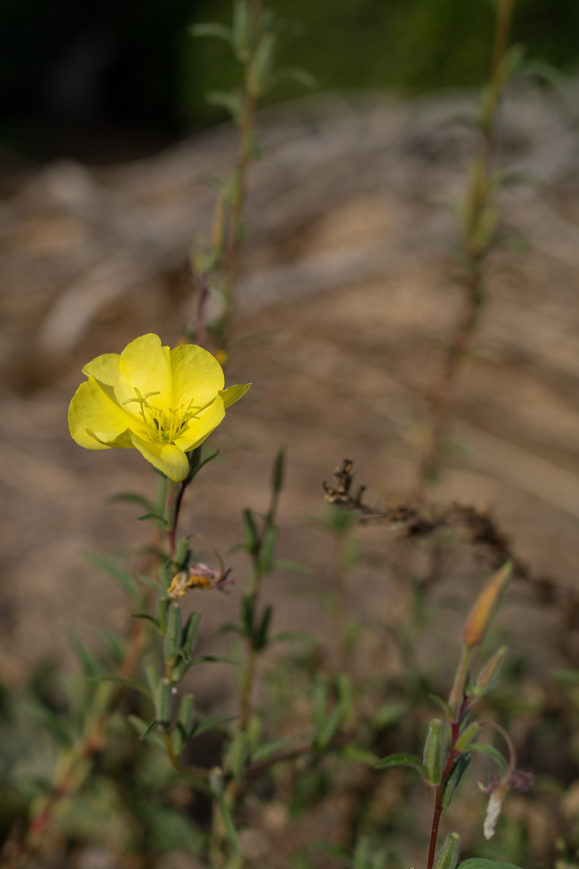 thumbnail image 2 of 400 Missouri Evening Primrose Wildflower Seeds - Everwilde Farms Mylar Packet 2 of 11
