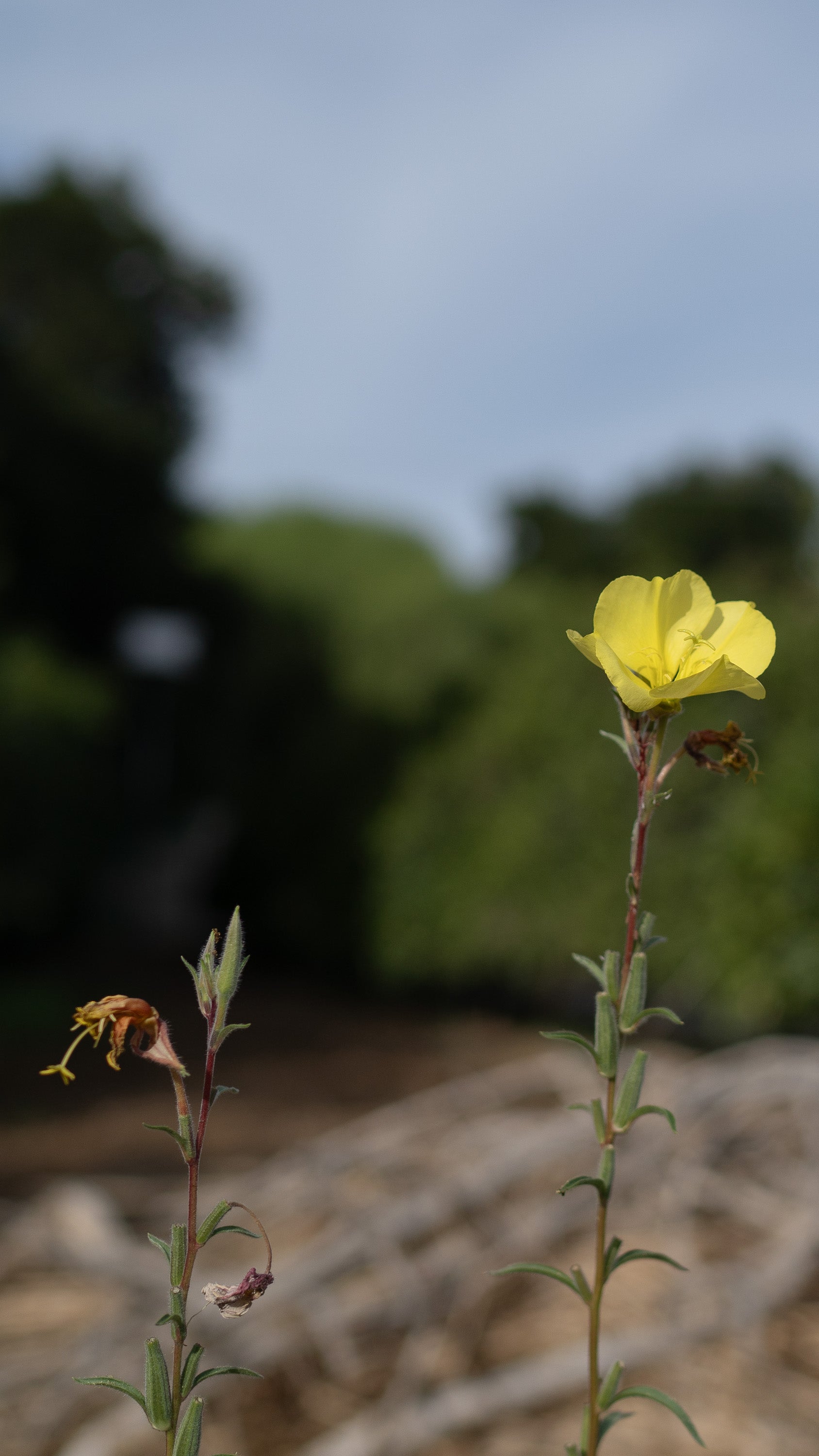 evening primrose plant seeds Large Flowered Evening Primrose Seeds BULK: 28,000 Seeds (1 ounce), OG