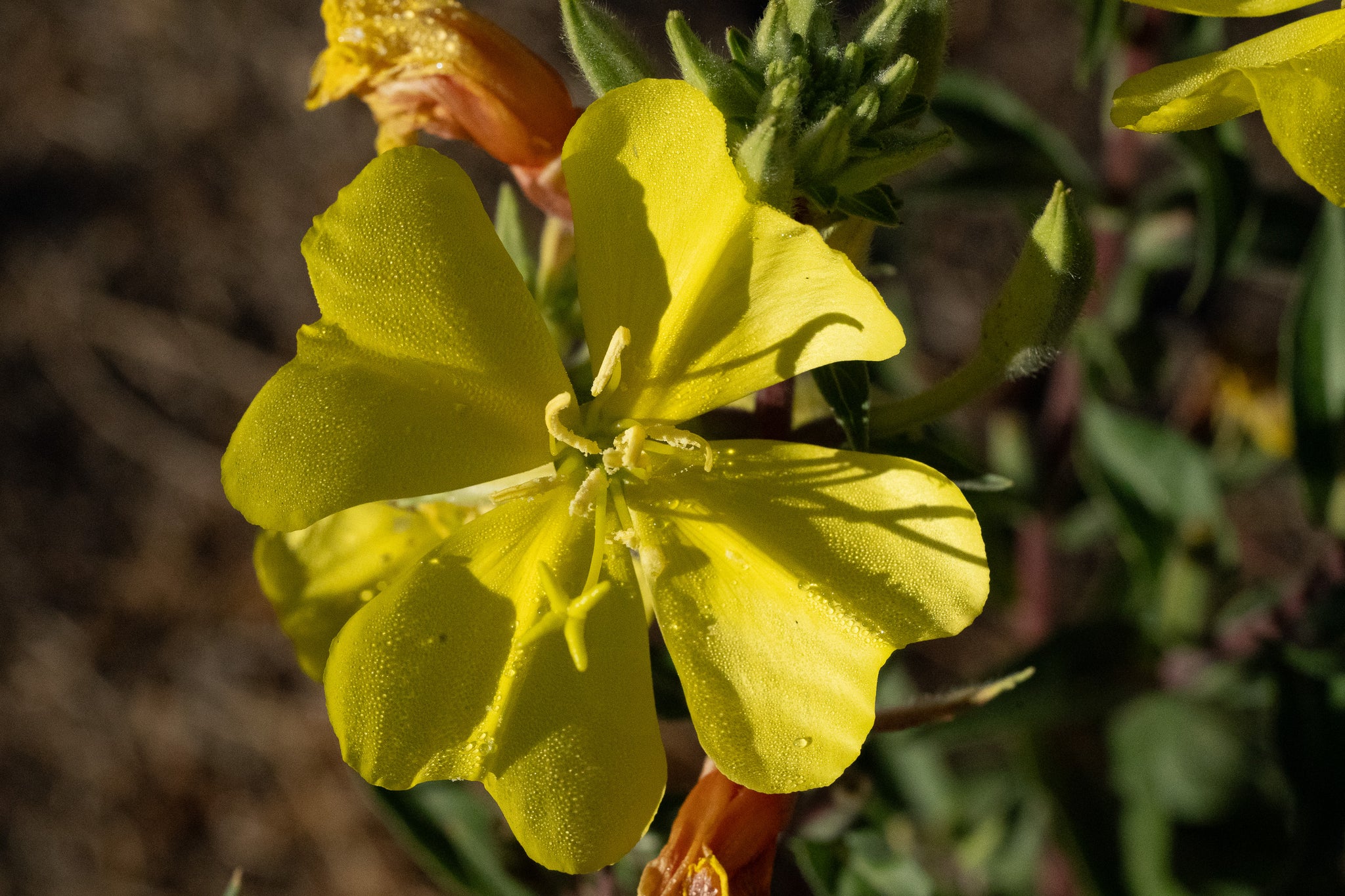 evening primrose flower seeds Large Flowered Evening Primrose Seeds BULK: 28,000 Seeds (1 ounce), OG