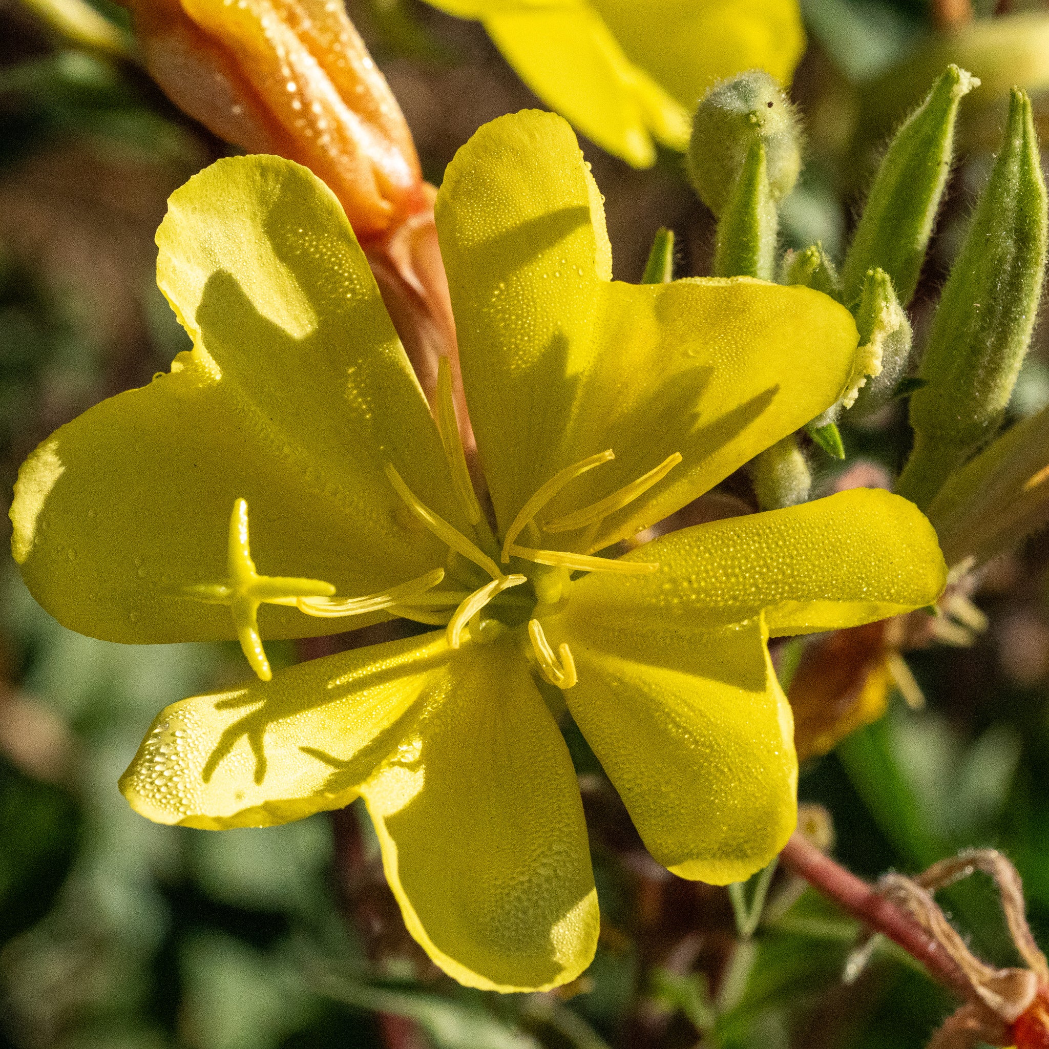 evening primrose plant seeds Large Flowered Evening Primrose Seeds BULK: 28,000 Seeds (1 ounce), OG