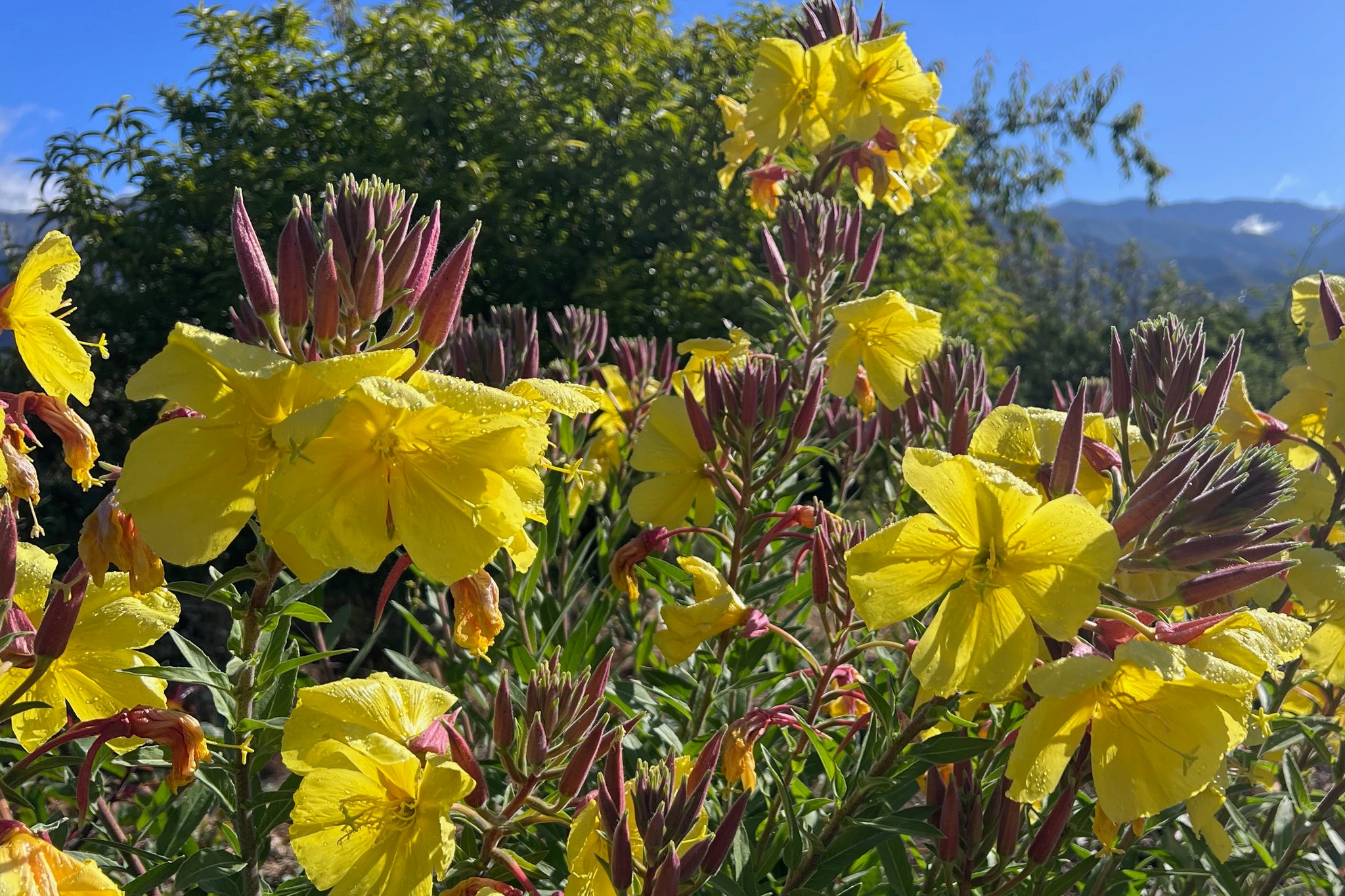 planting evening primrose seeds Large Flowered Evening Primrose Seeds