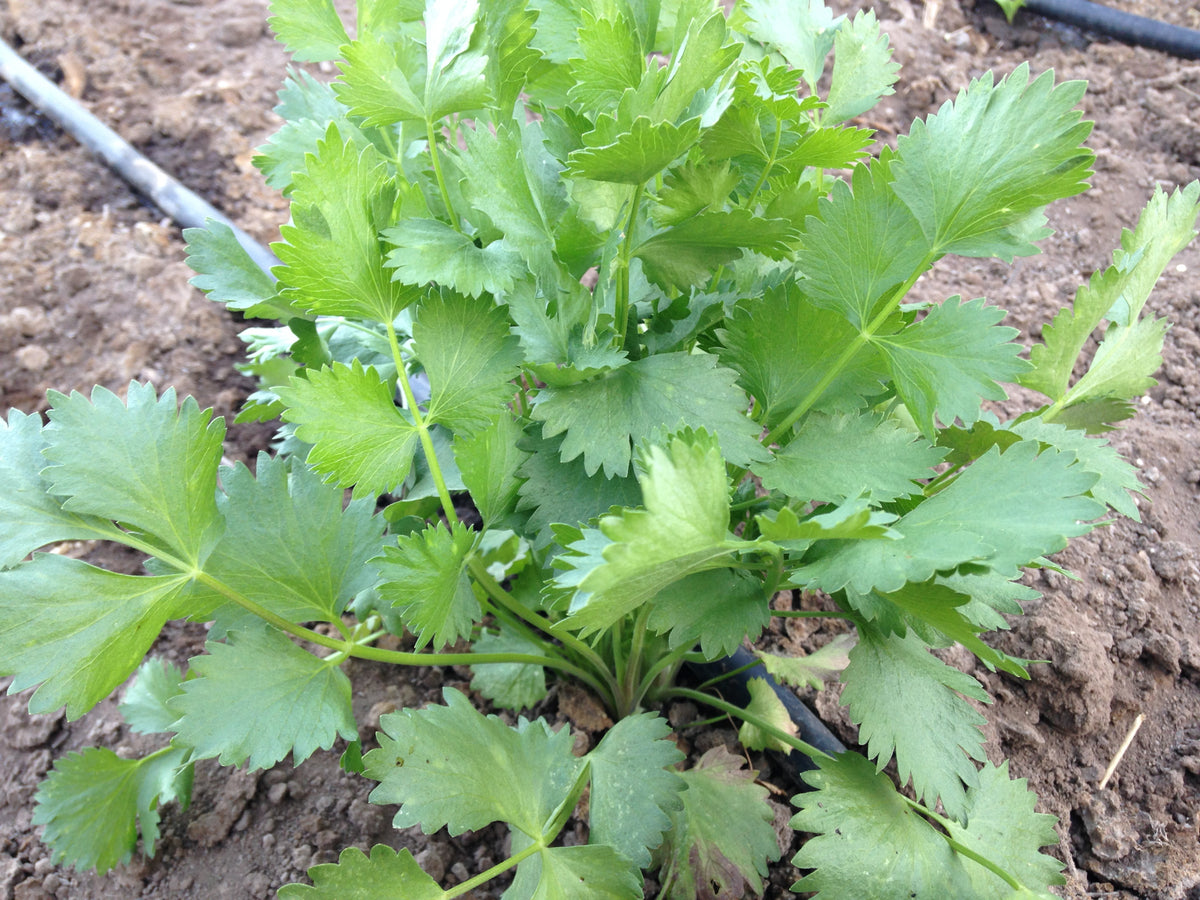Maltese Anise