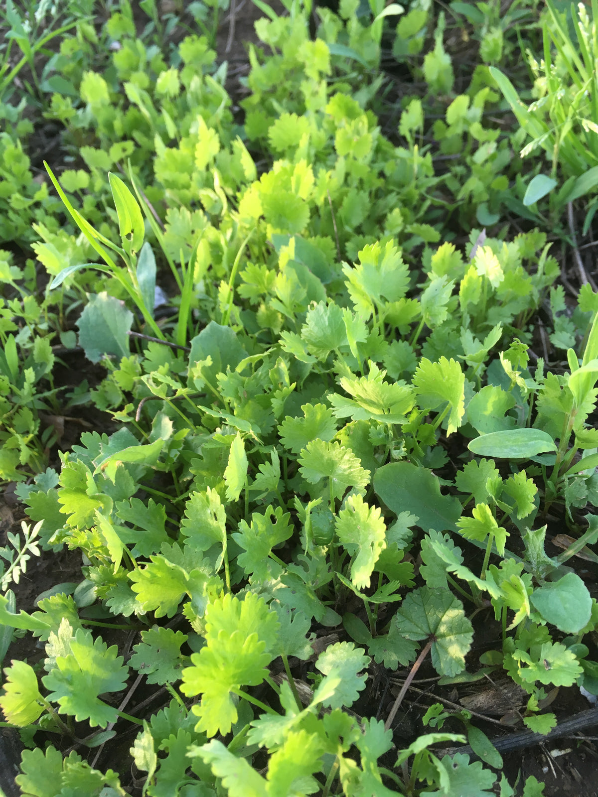 Maltese Anise