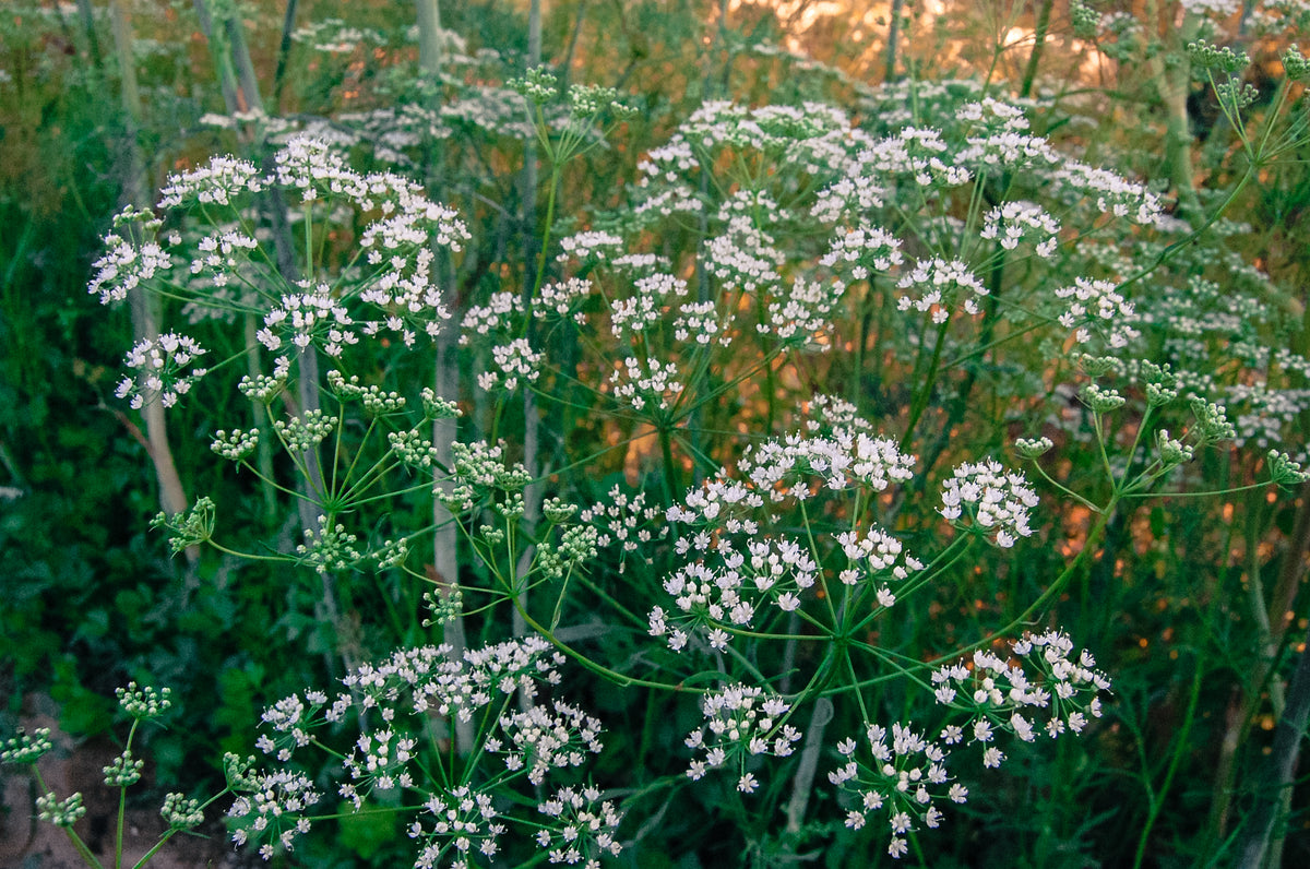 Maltese Anise