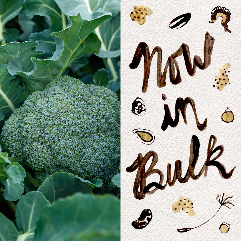 broccoli seeds to plant Marathon Elite Broccoli F1