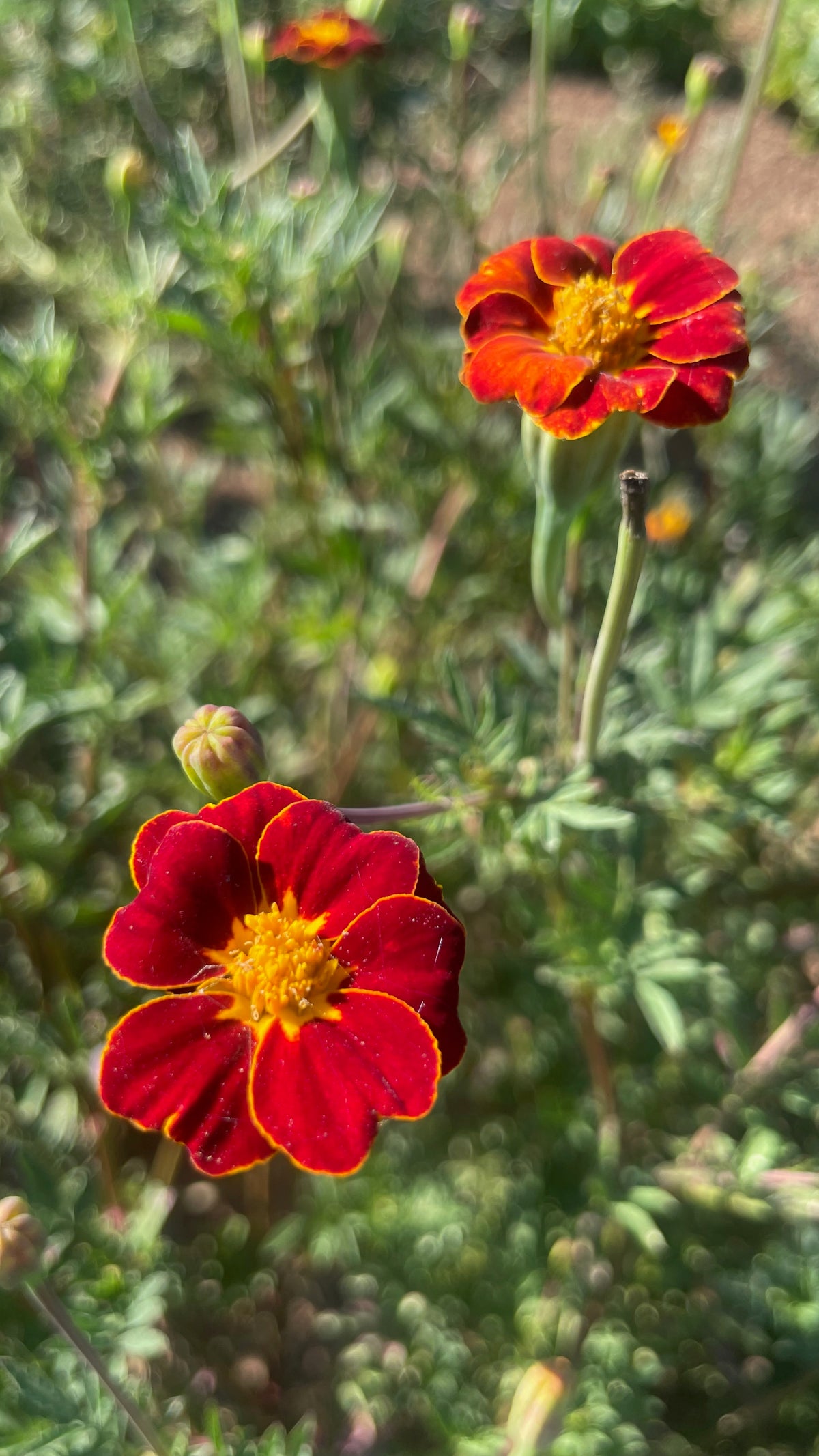 Red Gem Marigold