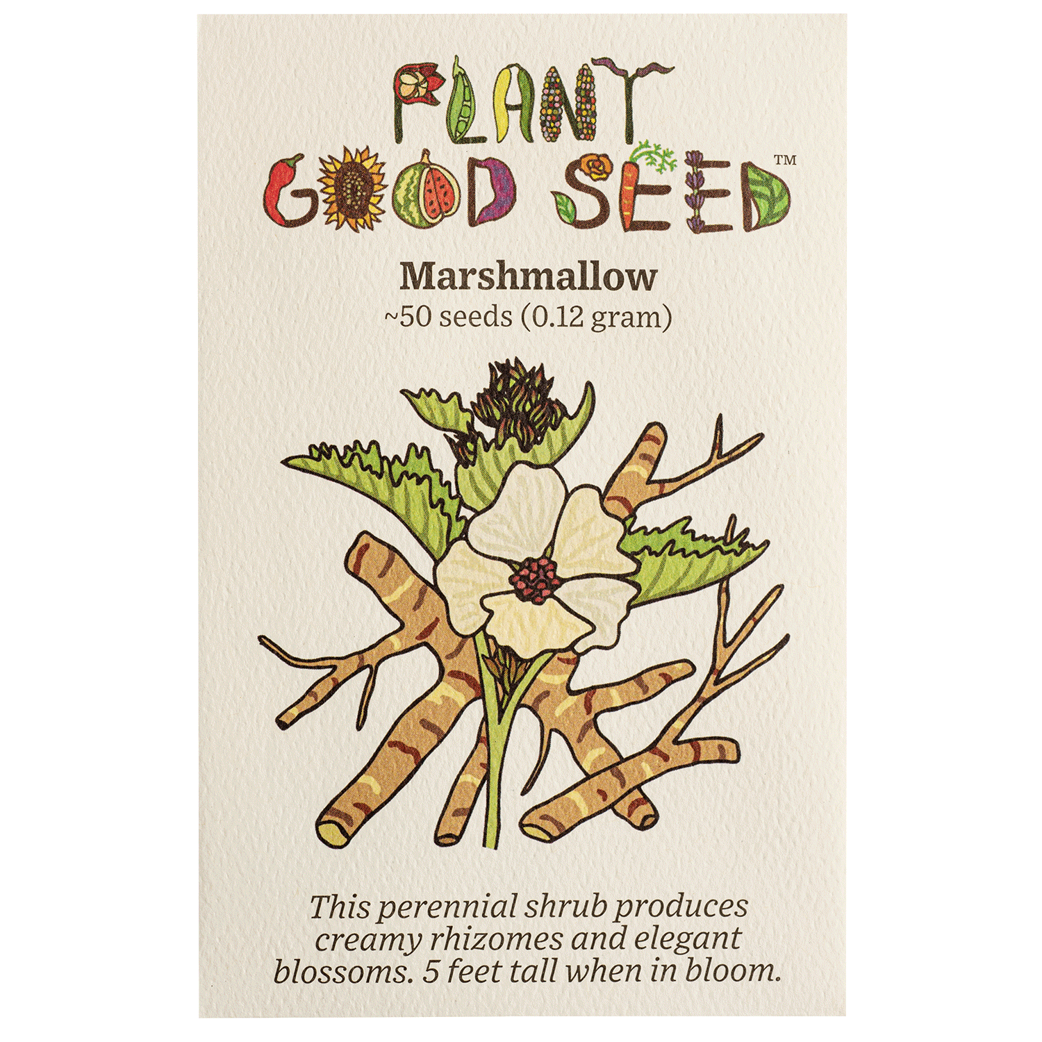 mallow plant seeds Plant Good Seed Marshmallow Seeds for Planting: Althaea Officinalis Full Sun Perennial Herb Organic