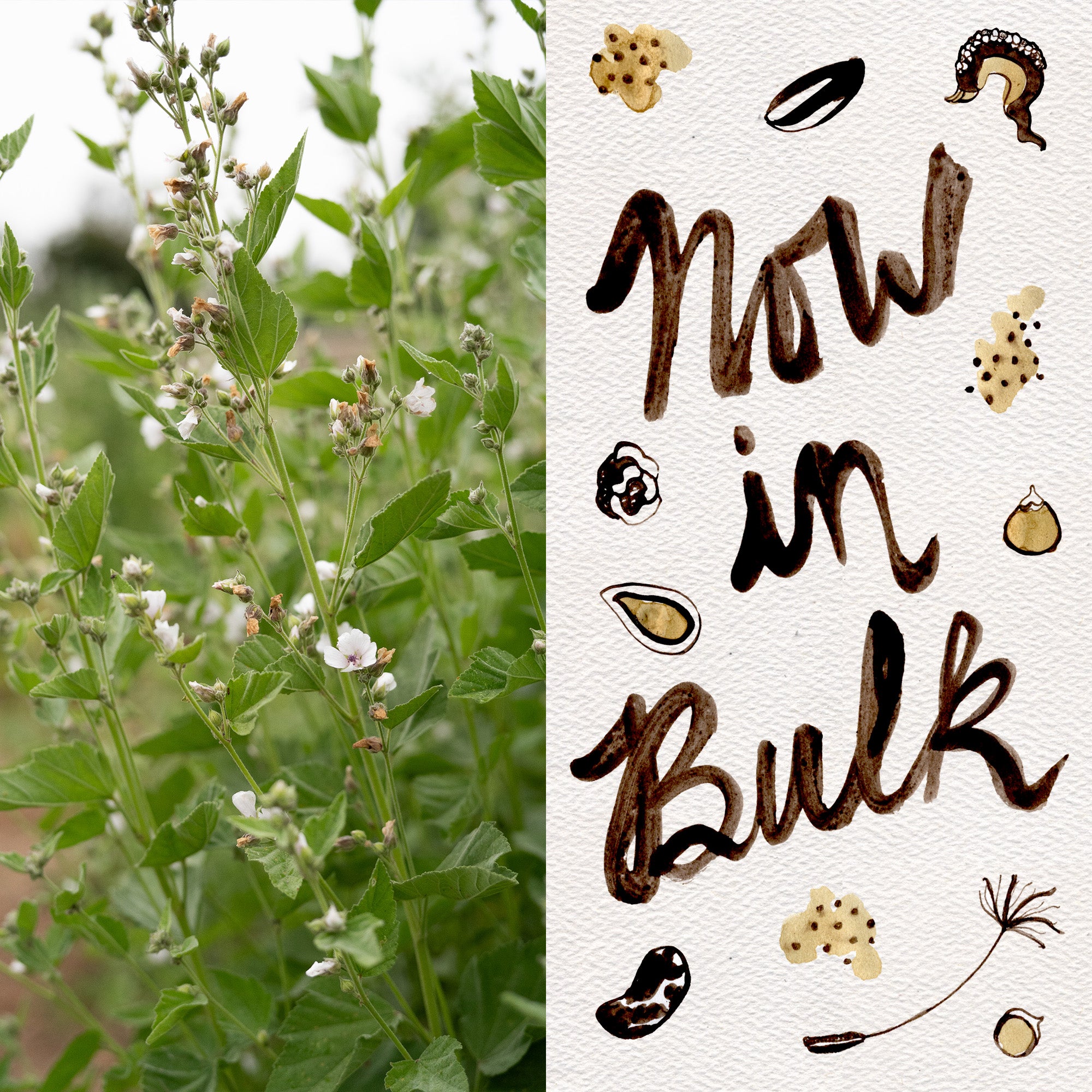 marshmallow plant seeds Plant Good Seed Marshmallow Seeds for Planting: Althaea Officinalis Full Sun Perennial Herb Organic
