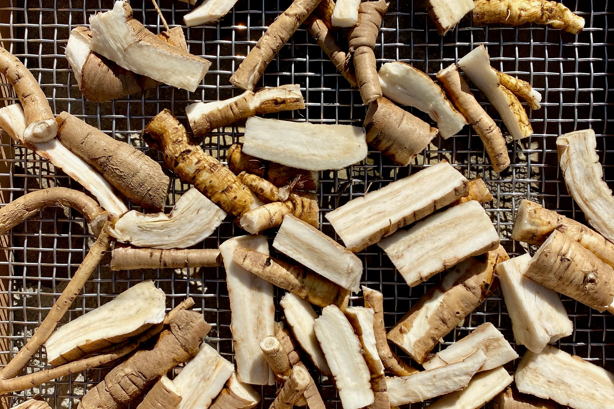 Masmellow Root Marshmallow Root Seeds - The Plant Good Seed Company