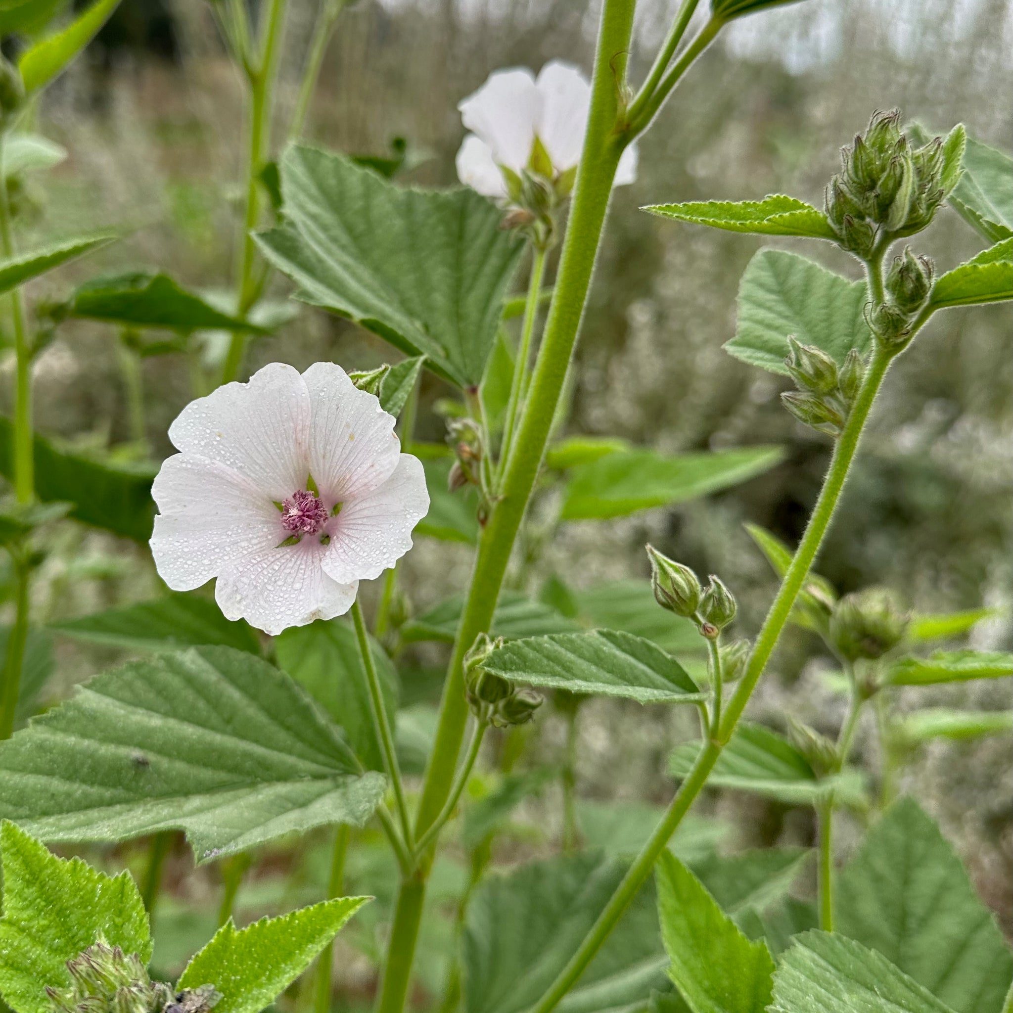 marshmallow plant seeds Marshmallow Root Seeds