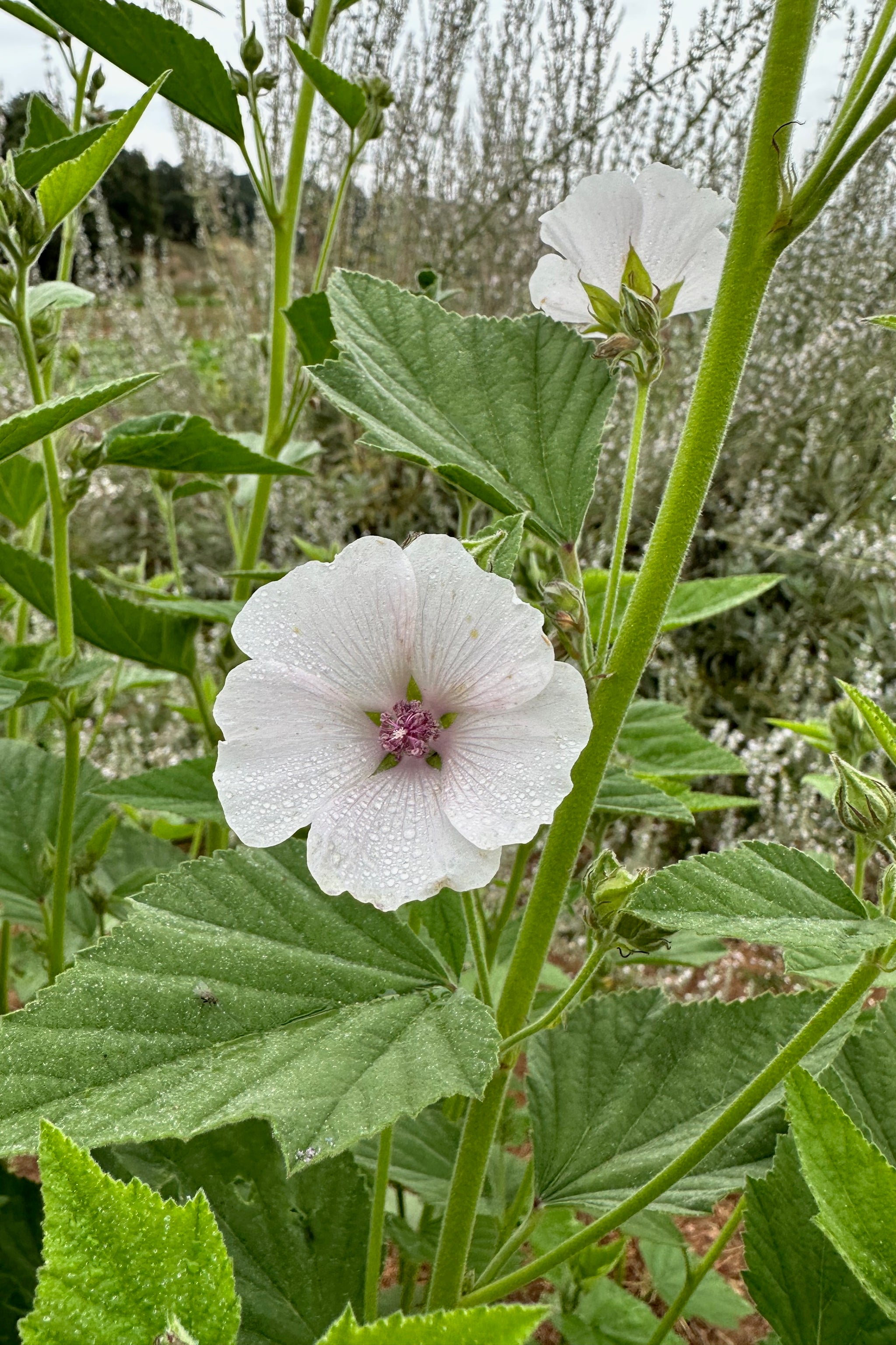 Masmellow Root Marshmallow Root Seeds - The Plant Good Seed Company