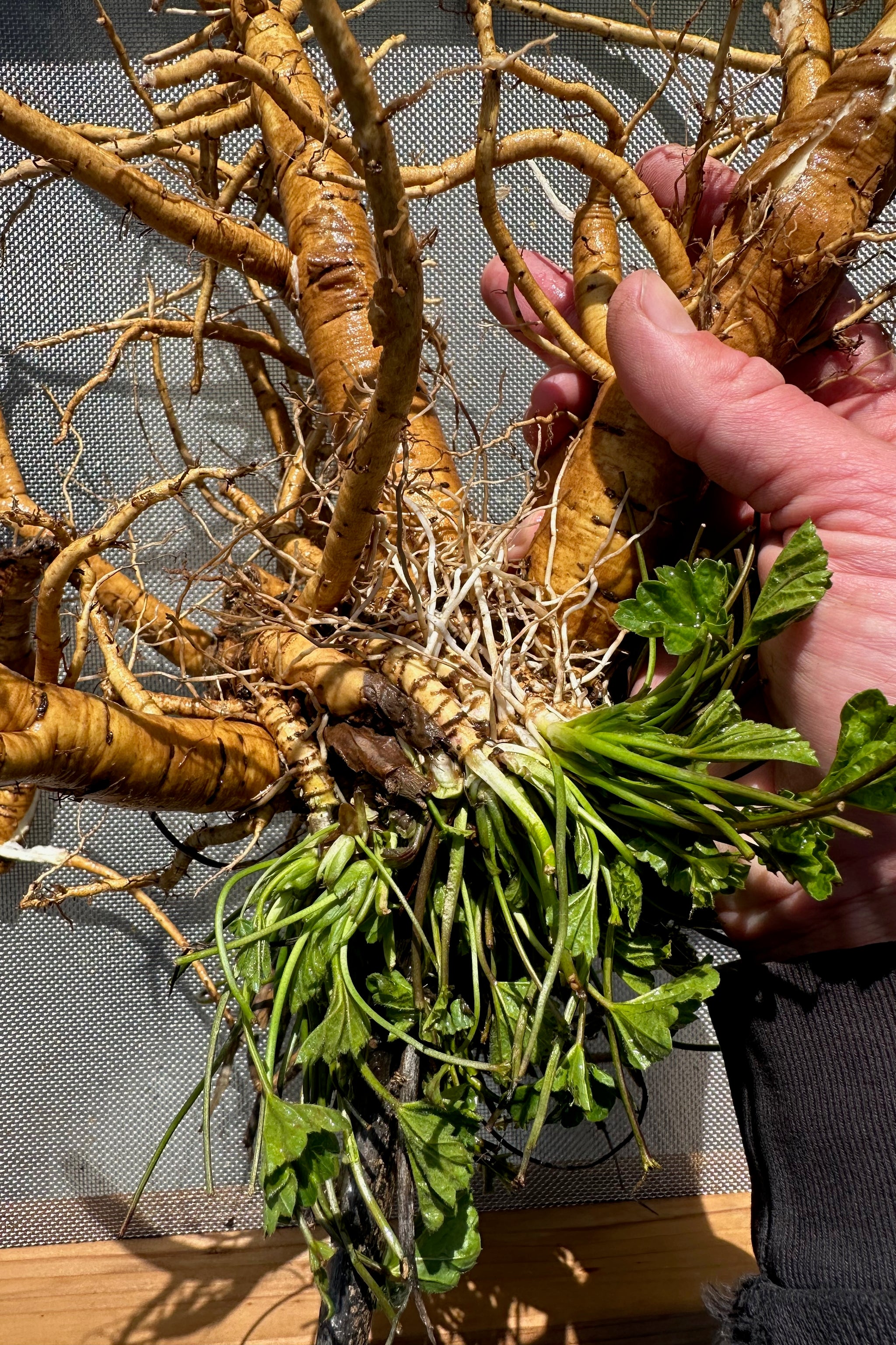 Marsmaallow Root Marshmallow Root Seeds - The Plant Good Seed Company