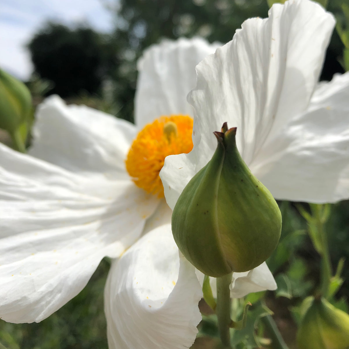 Matilija Poppy
