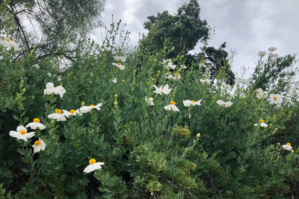 Matilija Poppy
