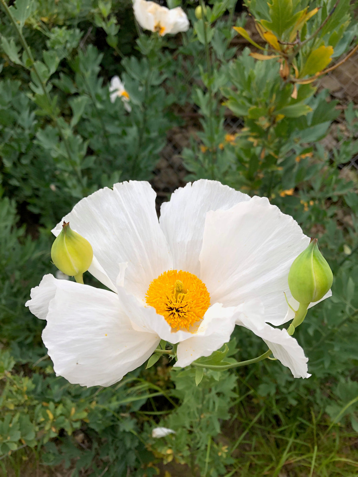 Matilija Poppy