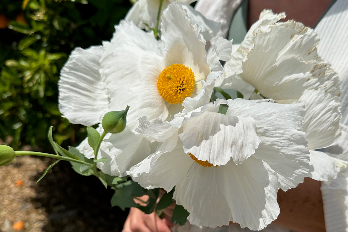 Matilija Poppy