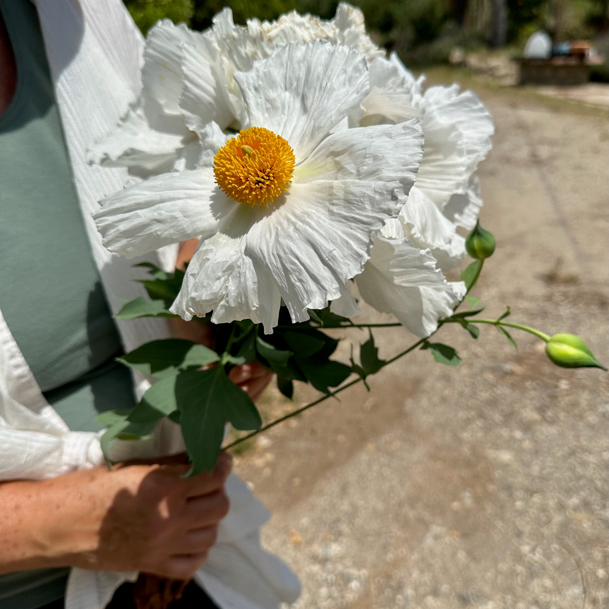 Matilija Poppy