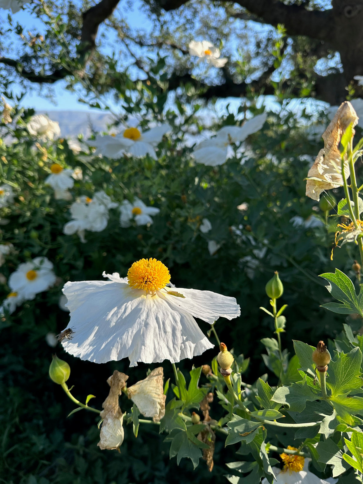 Matilija Poppy