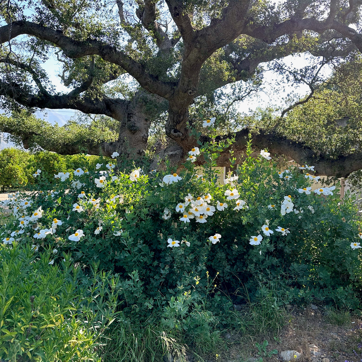 Matilija Poppy