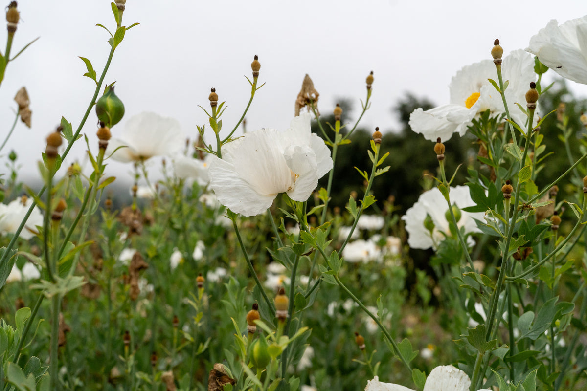 Matilija Poppy