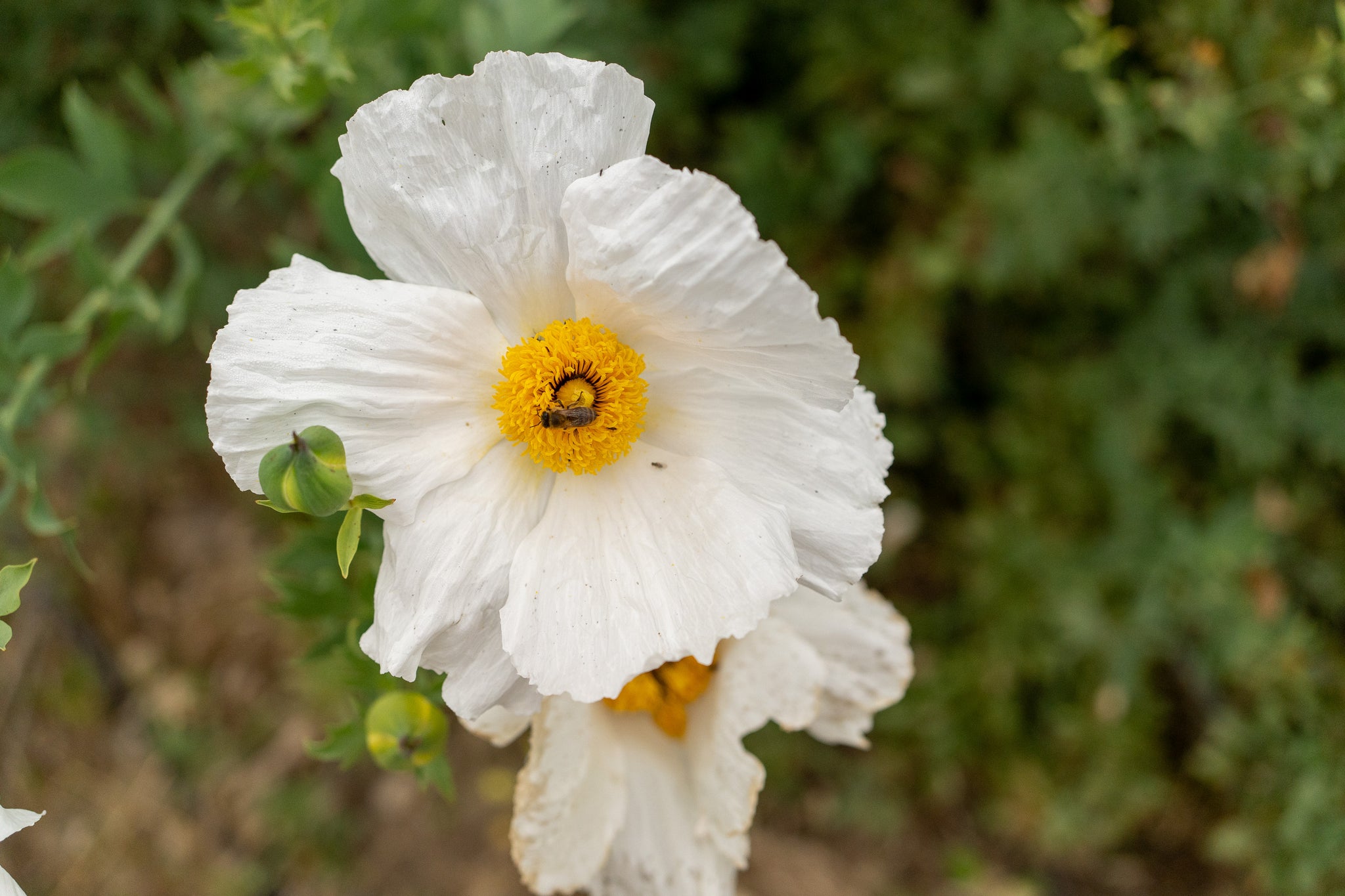 poppy seeds plant name Matilija Poppy Seeds