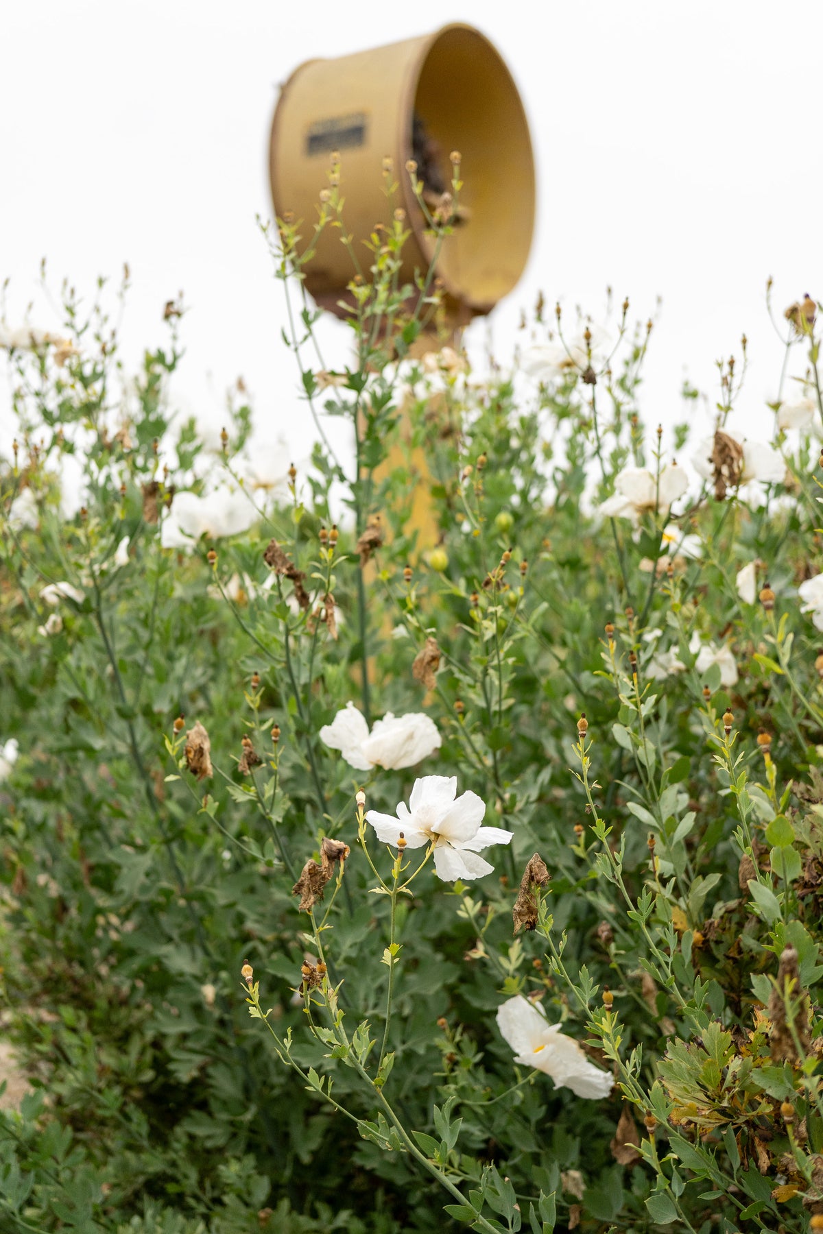 Matilija Poppy