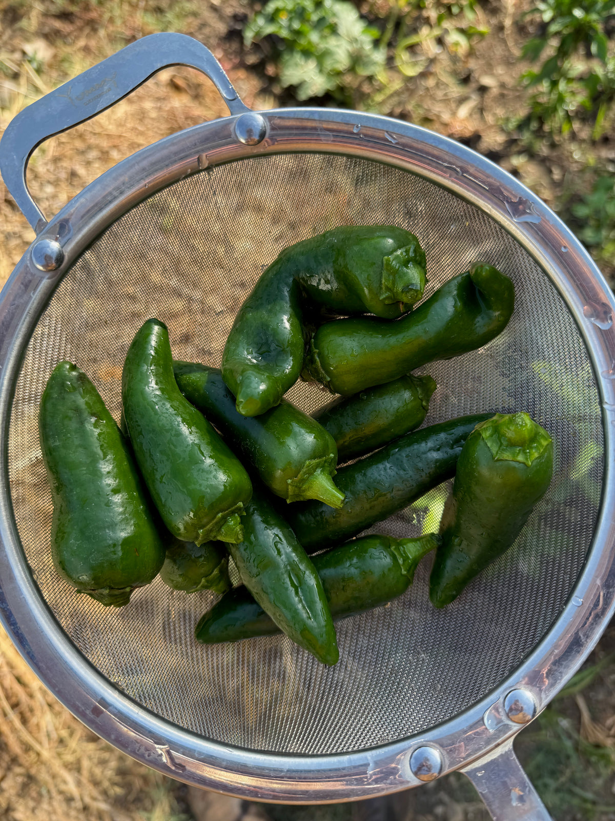 Megatron F1 Jalapeño Pepper