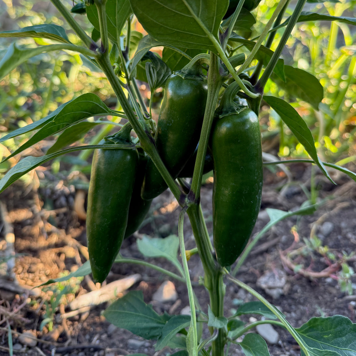 Megatron F1 Jalapeño Pepper