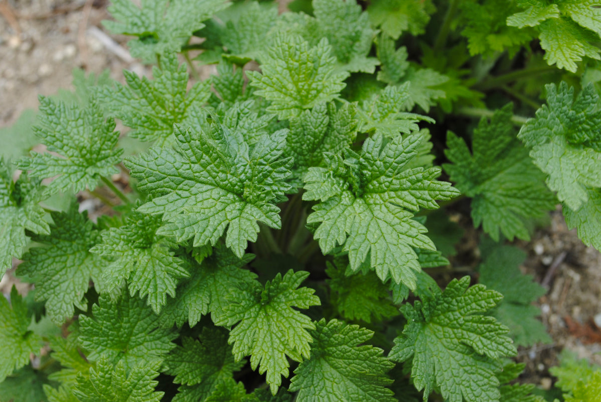 Motherwort