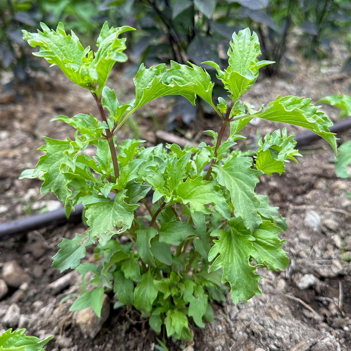 Mrihani Basil