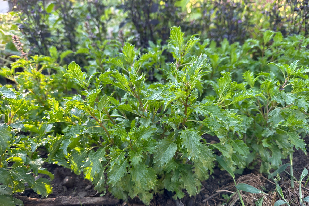 Mrihani Basil